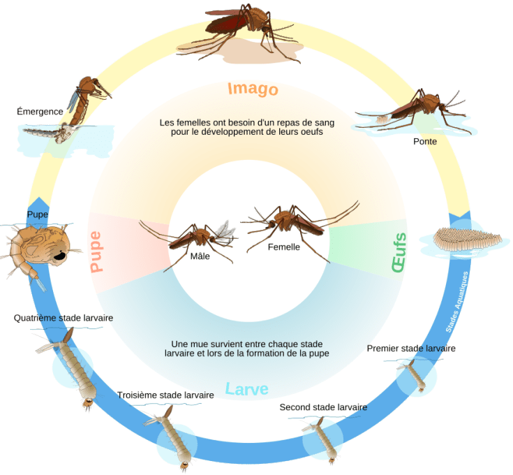 Culex_mosquito_life_cycle_fr.svg.png